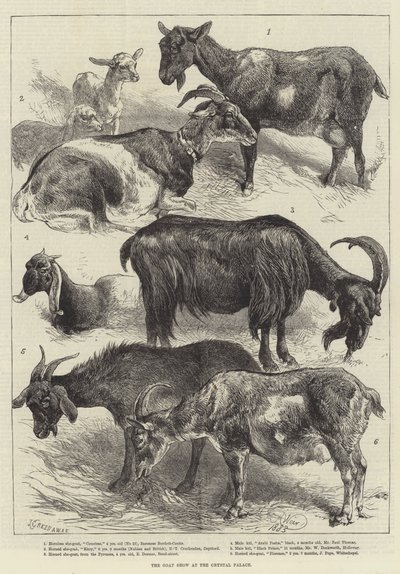 The Goat Show at the Crystal Palace by Harrison William Weir